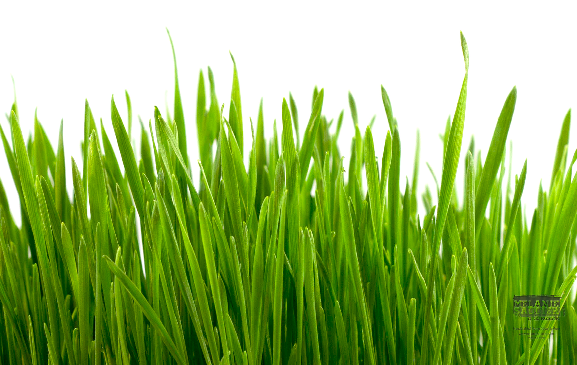 Wheatgrass Facts – An In Depth Report