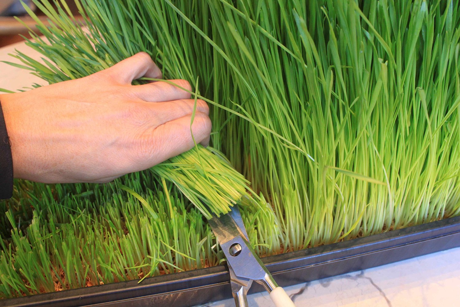 Grow Your Own Wheatgrass for Juicing