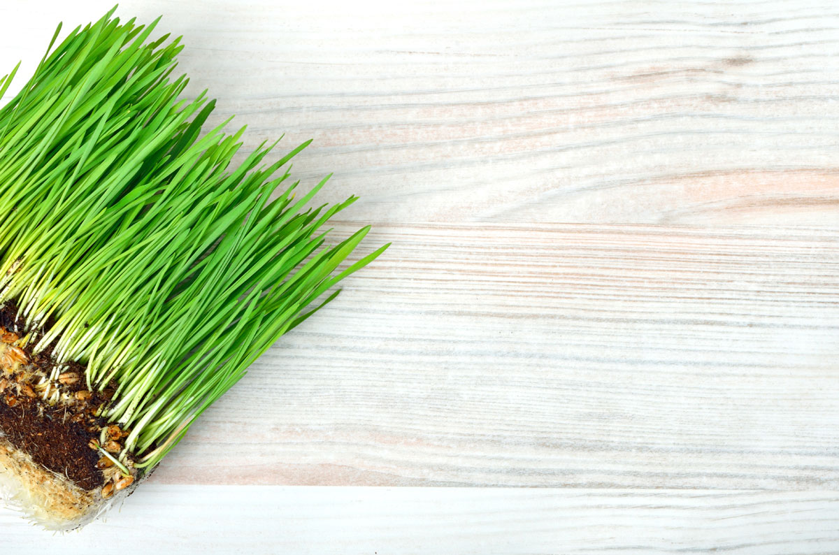 Myths about Wheatgrass