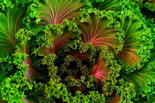 Fiber in Leafy Greens