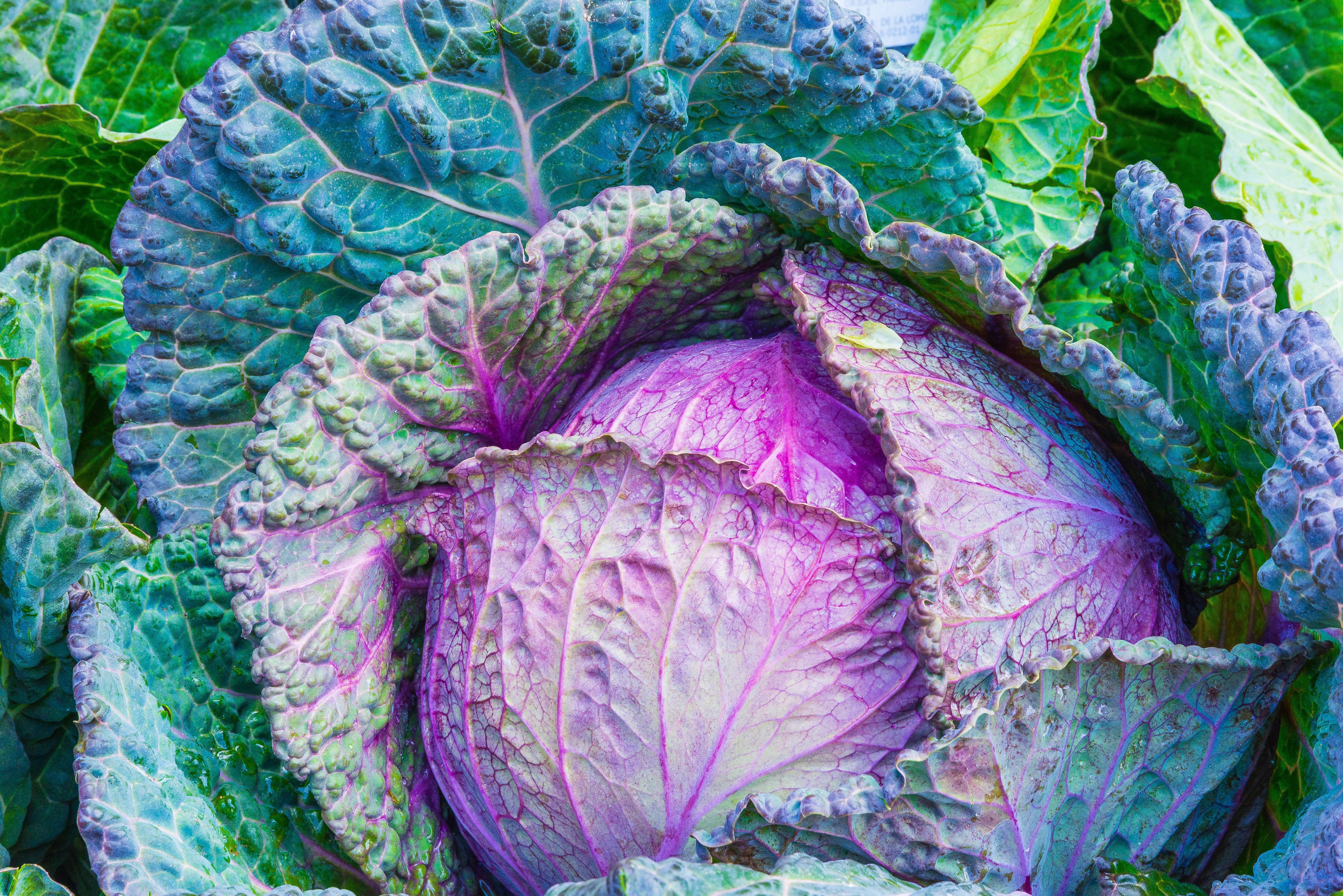 Overall Tips for Juicing Greens