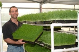 Michael Bergonzi Growing Wheatgrass