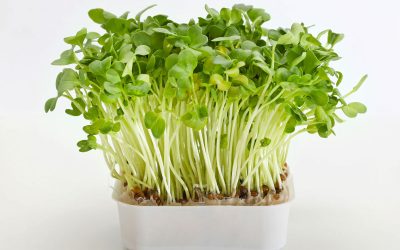 Juicing Watercress